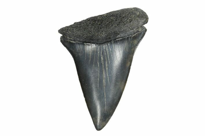 Fossil Broad-Toothed Mako Tooth - South Carolina #172061